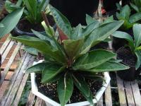 Anthurium Jenmanii (Sirip Hiu) - Induk