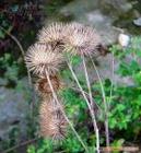 Burdock Seed Extract