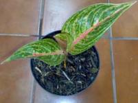 Aglaonema Dolores (TERJUAL)