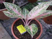 Aglaonema Illumination 7 plus leaves