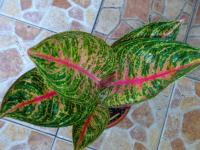 Widuri Jumbo mau 5 daun (Terjual)