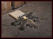 RODEAD - Pengendalian hama pengerat ( Cont.Tikus)