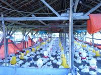 Ayam broiler/ Pedaging