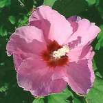 Hibiscus extract powder