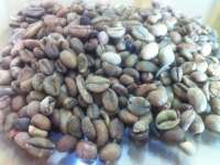 Biji Kopi/ Coffee Seeds