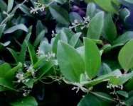 CINCAU HIJAU RAMBAT~ X.MANTAN~ Stephania hermandifolia > > GrassJellyDrink > > Stephania hermandifolia > > Indonesian= Cincau rambat,  camcau,  cau... > > Ready = Fresh leaves= 2 kg/ order > > SMS= + 6281-32622-0589 > > SMS= + 6281-901-389-117 > > Email= Bu