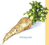 Chicory Root Extract