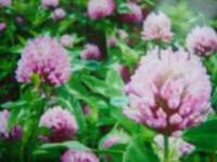 Red Clover Extract,  Red Clover P.E