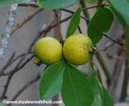 Guava cerry-jambu brasil kuning