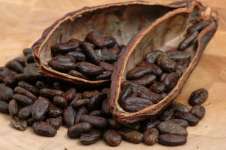 company best cocoa beans supply