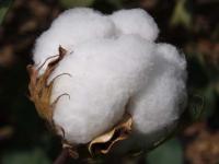 Cotton special fertilizer