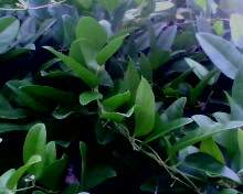 CINCAU HIJAU RAMBAT~ X.MANTAN~ Stephania hermandifolia > > GrassJellyDrink > > Latin= Stephania hermandifolia > > Indonesia= Cincau rambat,  camcau,  cau...> > Fresh GrassJellyDrink leaves= 2 kg/ order > > SMS= 081-32622-0589 > > SMS= 081-901-389-117
