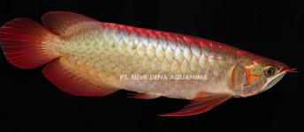 Arowana / Dragon Fish ( Arwana / Ikan Naga / Ikan Siluk / Ikan Khayangan )