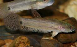 Betta Ocellata