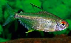 IKAN HIAS LEMON TETRA