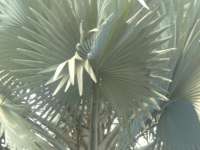Bismakia ( Palm silver/ Kipas)