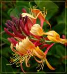 Honeysuckle flower extract 15% -90% chlorogenic acid
