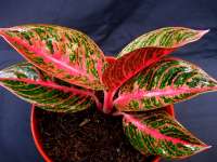 2 pot anakan Aglaonema Reanita