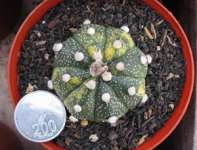 Astrophytum asterias cv.OOIBO KABUTO variegata B
