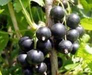 Ribes Nigrum( Black currant Anthocyanin)