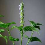 Agastache rugosa extract