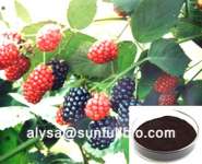Mulberry Fruit Powder Anthocyanidins
