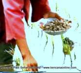 Pupuk NPK GramaletÂ® Padi [ Fertilizer for Rice Paddy]