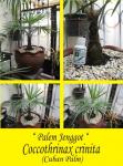 Palem Jenggot/Coccothrinax crinita