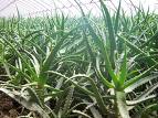 Aloes P.E.