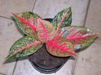 Aglaonema - Tiara (6 daun)