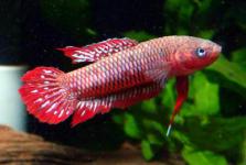 Betta Burdigalla