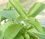 Stevia Leaf extract (steviosides) 90%& Leaf powder