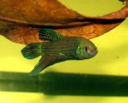 Betta Mahachai