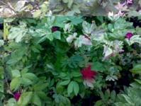 Caliandra variegata