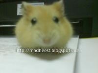 Hamster Winter White Golder