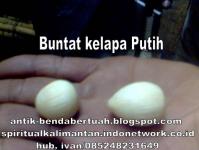 ( Tidak dijual ) Buntat Kelapa Putih