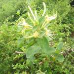Honeysuckle Flower Extract Chlorogenic Acid