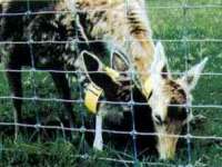 Grassland Fence