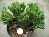 Euphorbia Mamillaris f. monstrosus