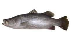 Baramundi ( Lates Calcalifer)