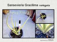 Sansevieria Gracilima variegata