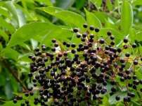 Elderberry Anthocyanin