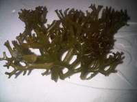 kab-kab seaweed,  Eucheuma striatum F.Schmitz