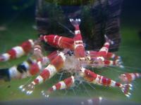 Red crystal Shrimp ( udang hias  )