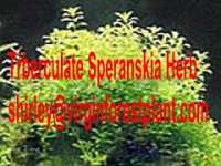 Trberculate Speranskia Herb