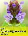 Prunella vulgaris L.