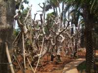 Pohon Kamboja