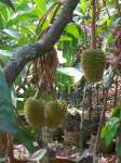 Jual Bibit Duren Montong Durian