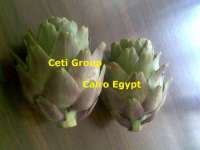 egyptian artichoke