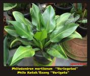 Philodendron martianum "Variegated"